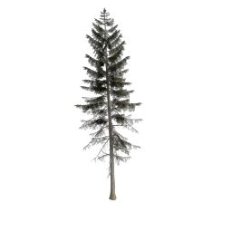 Spruce_Medium
