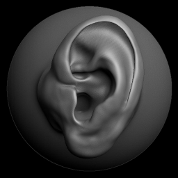 Ear