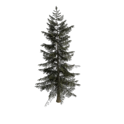 Spruce_Sapling