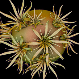 Flower_Thin_Petals