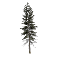 Spruce_Small