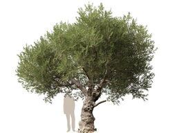3DGardenPlants_Olea_europaea_05_4_LP