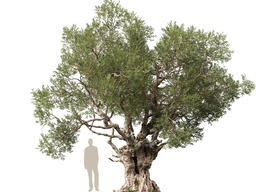 3DGardenPlants_Olea_europaea_05_6_LP