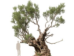 3DGardenPlants_Olea_europaea_05_8_LP