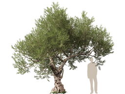 3DGardenPlants_Olea_europaea_05_1