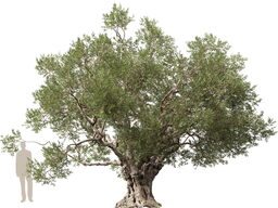 3DGardenPlants_Olea_europaea_05_2