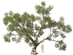 3DGardenPlants_Olea_europaea_05_3