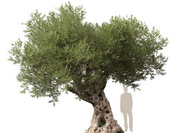 3DGardenPlants_Olea_europaea_05_5