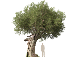 3DGardenPlants_Olea_europaea_05_7