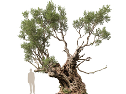 3DGardenPlants_Olea_europaea_05_8