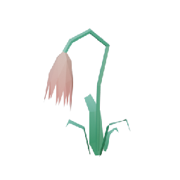 Campanula