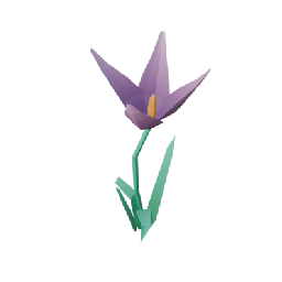 Lilium