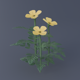 Arctic Poppy 01