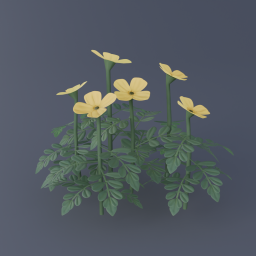Arctic Poppy 02