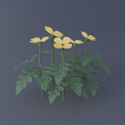 Arctic Poppy 03
