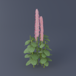Arctic Willow 01