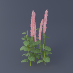 Arctic Willow 02