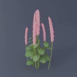 Arctic Willow 03