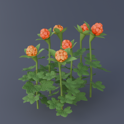 Cloudberry 01