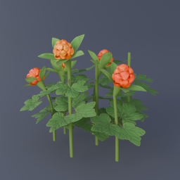 Cloudberry 02