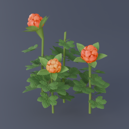 Cloudberry 03