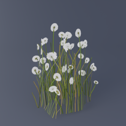 Cottongrass 01