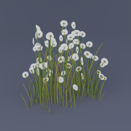 Cottongrass 02