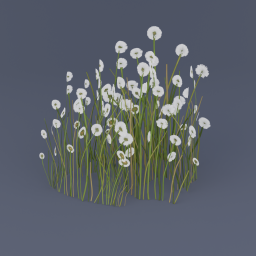 Cottongrass 03