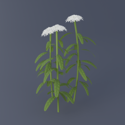 Labrador Tea 01