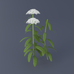 Labrador Tea 02