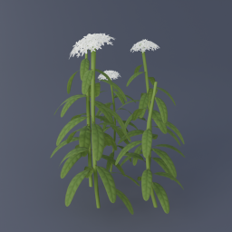 Labrador Tea 03