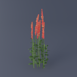 Mountain Sorrel 01