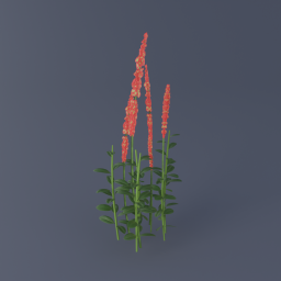 Mountain Sorrel 02