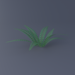 Northern Holly Fern 01