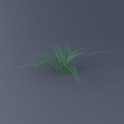 Northern Holly Fern 02