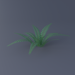 Northern Holly Fern 03