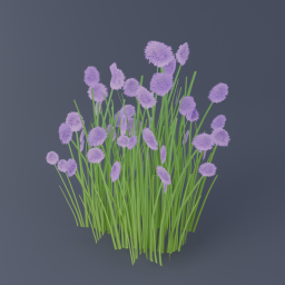 Chives 02