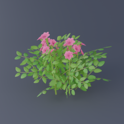 Damask Rose 01