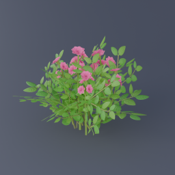Damask Rose 02