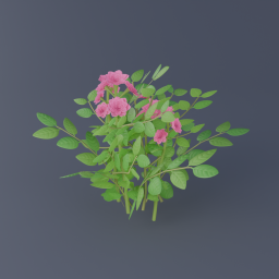 Damask Rose 03
