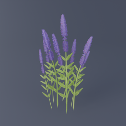 Lavender 01
