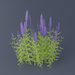 Lavender 02