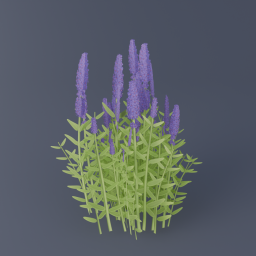 Lavender 03
