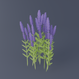 Lavender 04