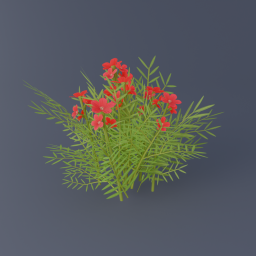 Oleander 01