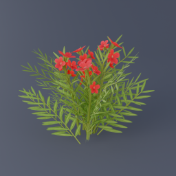 Oleander 02