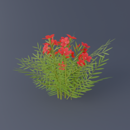 Oleander 03