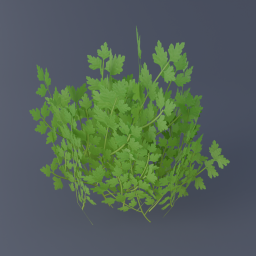 Parsley 01