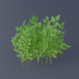Parsley 02