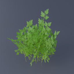 Parsley 03